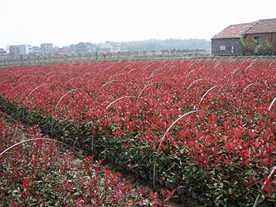 红叶石楠40-60cm